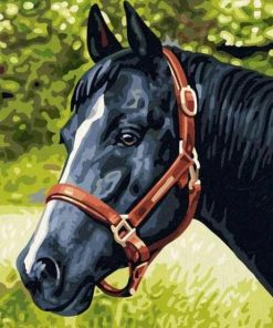 Black Horse paint by numbers