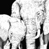 Black And White Elephants Animals Paint By Numbers