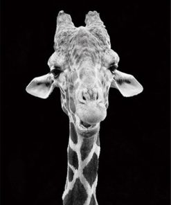 Giraffe Black And White paint by numbers