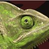 Green Lizard paint by numbers