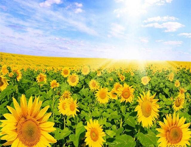 Peinture-par-num-ros-cadres-coloriage-par-num-ros-d-cor-la-maison-photos-fleurs-Vase-1.jpg_640x640_6-1