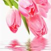 Pink Tulips paint by numbers