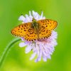 Copper Butterfly NEW Paint By Numbers