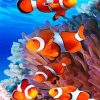 Colorful Clown fish NEW Paint By Numbers