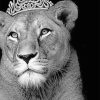 Queen Lioness NEW Paint By Numbers