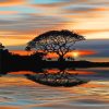 Tree Silhouette Sunset NEW Paint By Numbers