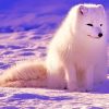 Lovely Arctic Fox NEW Paint By Numbers