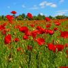 Poppy Flowers Field paint by numbers