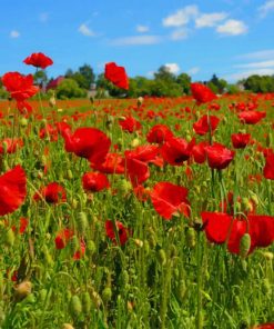 Poppy Flowers Field paint by numbers