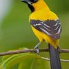 Yellow Oriole paint by numbers