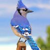 Blue Jay Bird Paint by numbers