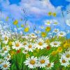 Aesthetic Daisy Field Paint by numbers