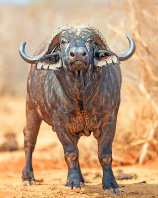 African-buffalo-paint-by-numbers