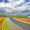 Hokkaido-farm-tomita-paint-by-numbers