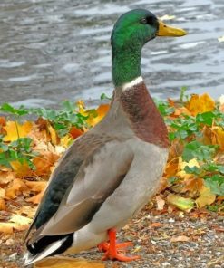 Mallard-duck-bird-paint-by-number