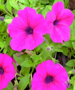 Pink Petunia Paint by numbers