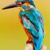 The kingfisher Bird Paint by numbers