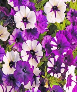 White And Purple Petunia Paint by numbers