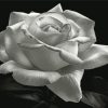 aesthetic-bllack-and-white-rose-paint-by-numbers