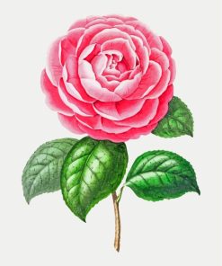 artistic-camellia-flower-paint-by-numbers