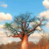 Baobab Tree Paint by numbers