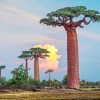 Baobab Tree Paint by numbers