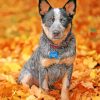 blue-heeler-pet-paint-by-numbers