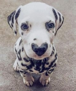 dalmata-with-heart-nose-paint-by-numbers-510x639-1