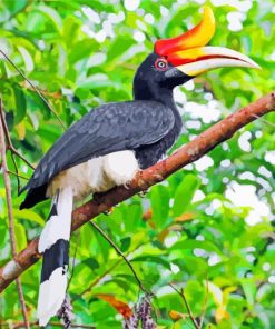 Great Pied Hornbill Bird Paint by numbers