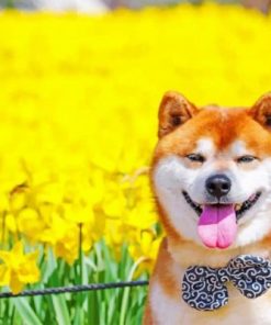 Shiba Inu Dog Paint by numbers