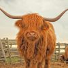 highland-cattle-paint-by-numbers