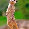 meerkat-paint-by-number