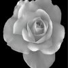 rose-black-and-white-flower-paint-by-numbers