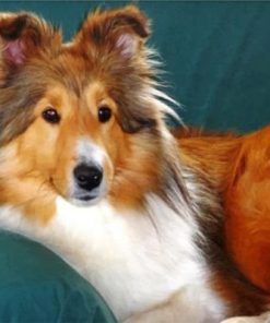 Sheltie Dog paint by numbers