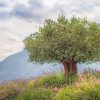 Ancient Olive Tree Paint By Number