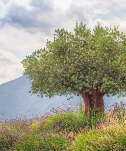 Ancient Olive Tree Paint By Number