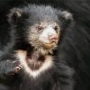 Baby Sloth Bear Paint By Number