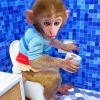 Monkey On Toilet Paint By Number