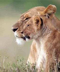 Lioness And Cub Paint By Number