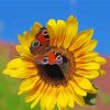 Sunflower With Butterfly Paint By Number