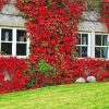 Flowering Wall Paint By Number