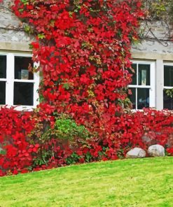 Flowering Wall Paint By Number