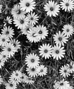 Black And White Flowers Paint By Number