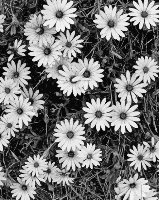 Black And White Flowers Paint By Number