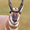 Pronghorn Antelop Face Paint By Number