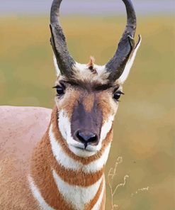 Pronghorn Antelop Face Paint By Number