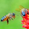 Red Flower And Bee Paint By Number