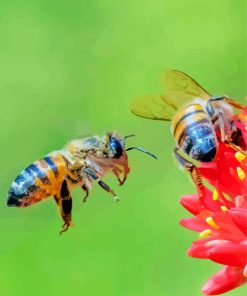 Red Flower And Bee Paint By Number