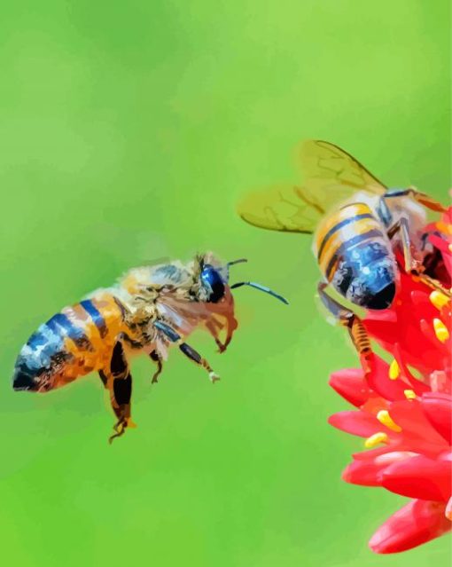 Red Flower And Bee Paint By Number