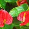 Anthurium Flamingo Flowers Paint By Number